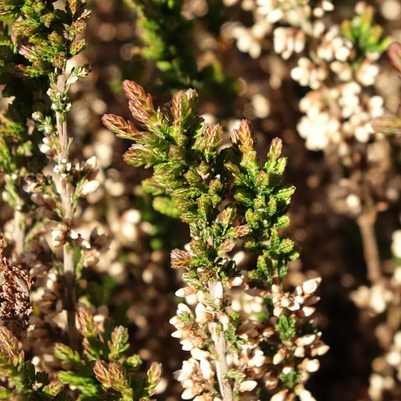 Bruyère d'été - Calluna Garden Girls Amethyst (Feuillage)
