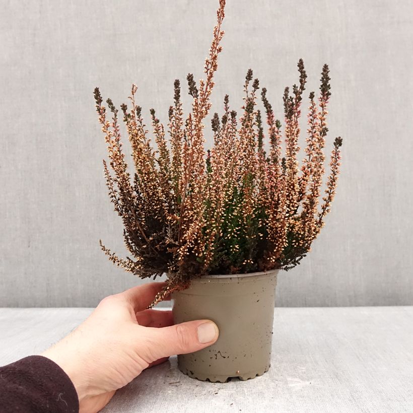 Spécimen de Bruyère d'été - Calluna Garden Girls Amethyst Pot de 1L/1,5L tel que livré en hiver