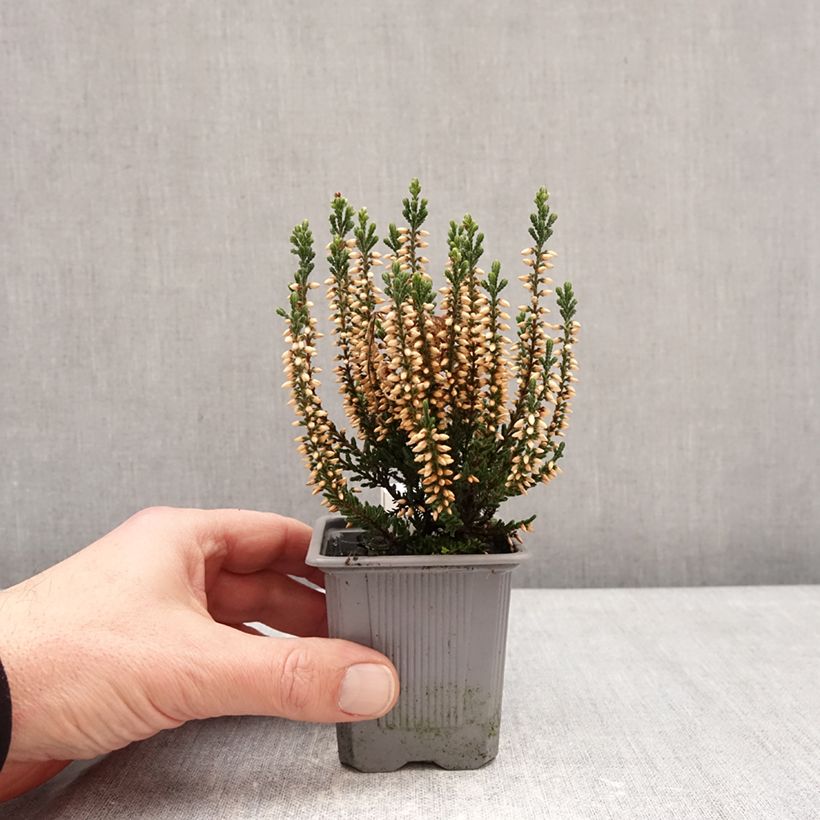 Spécimen de Bruyère d'été - Calluna Garden Girls Bettina Godet de 8/9 cm tel que livré en hiver