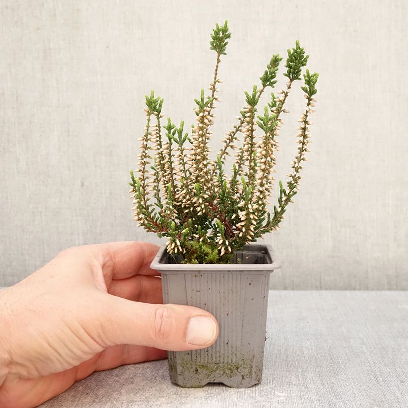 Spécimen de Bruyère d'été - Calluna Garden Girls Bettina Godet de 8/9 cm tel que livré au printemps