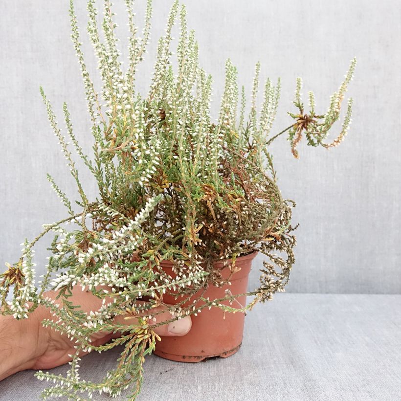 Spécimen de Bruyère d'été - Calluna Garden Girls Bettina Pot de 1L/1,5L tel que livré en été