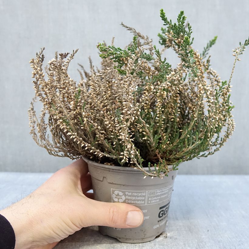 Spécimen de Bruyère d'été - Calluna Garden Girls Bettina Pot de 1L/1,5L tel que livré en hiver