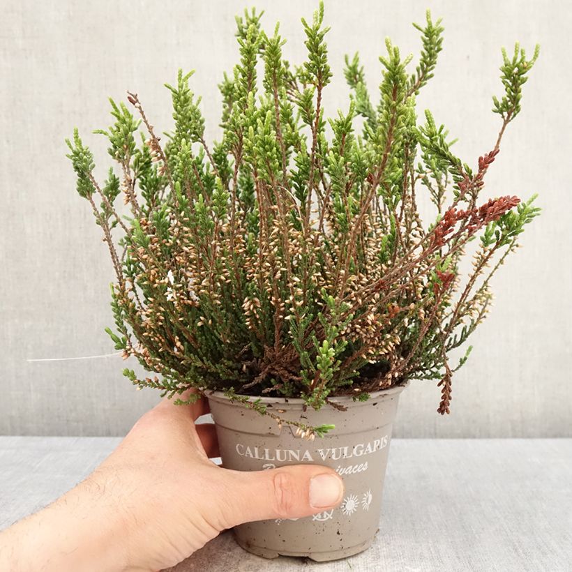 Spécimen de Bruyère d'été - Calluna Garden Girls Bettina Pot de 1L/1,5L tel que livré au printemps