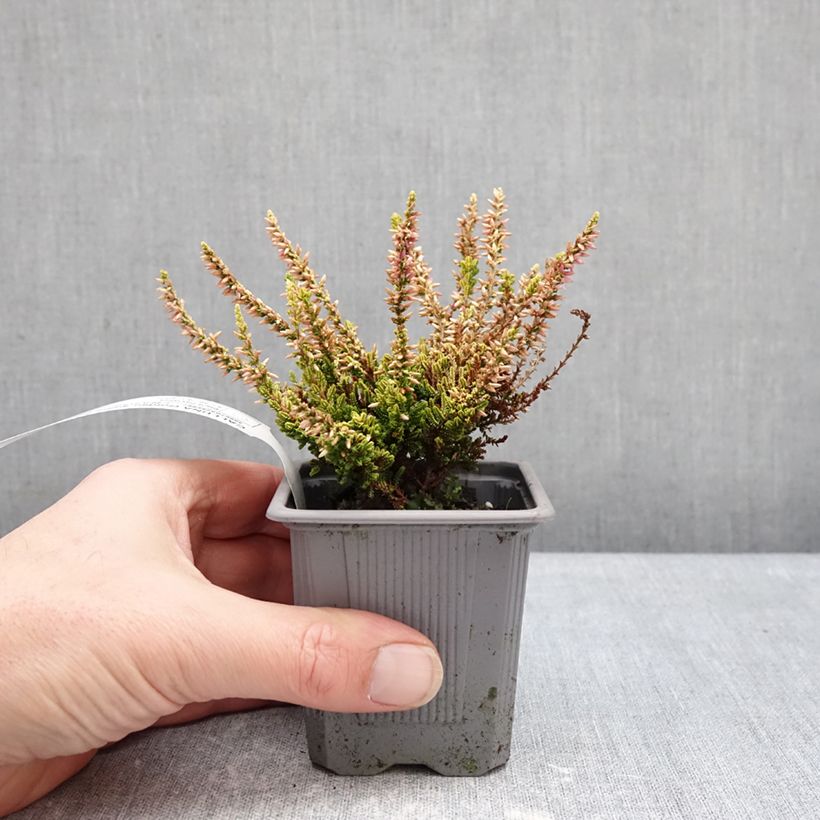 Spécimen de Bruyère d'été - Calluna Garden Girls Golden Angie Godet de 8/9 cm tel que livré en hiver