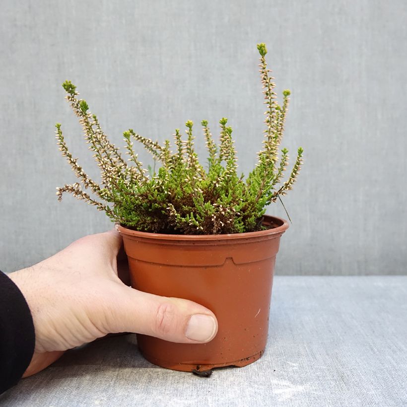 Spécimen de Bruyère d'été - Calluna Garden Girls Golden Angie Pot de 1L/1,5L tel que livré en hiver