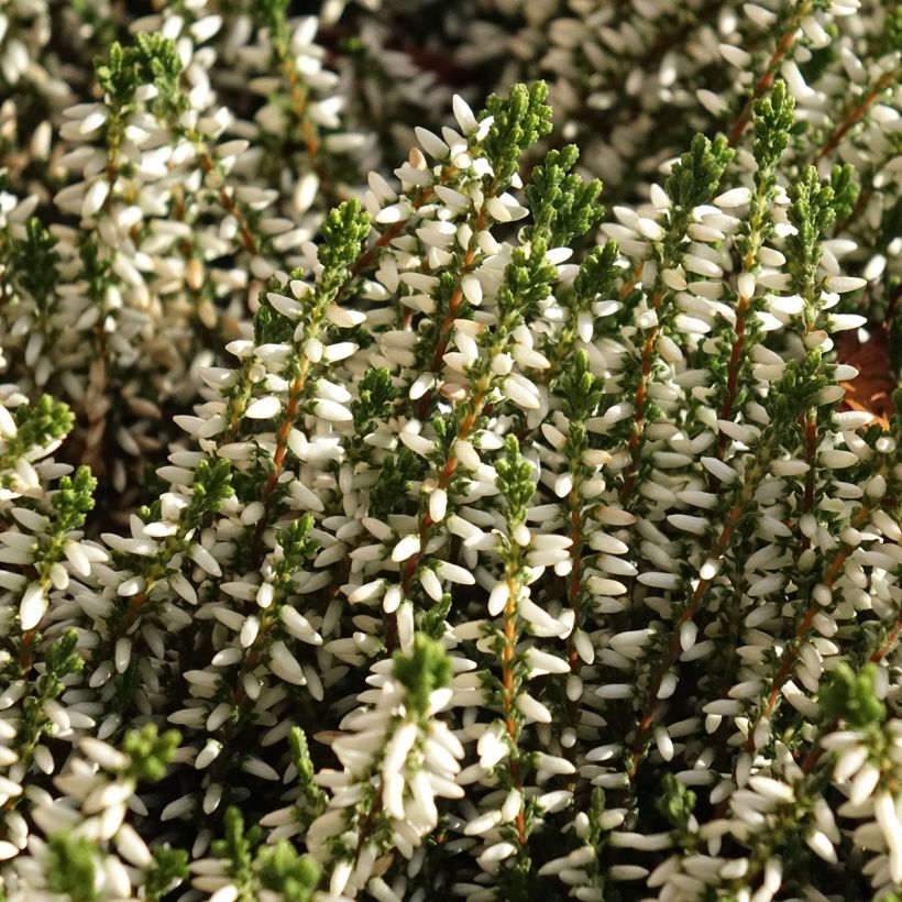 Bruyère d'été - Calluna Garden Girls Helena (Floraison)