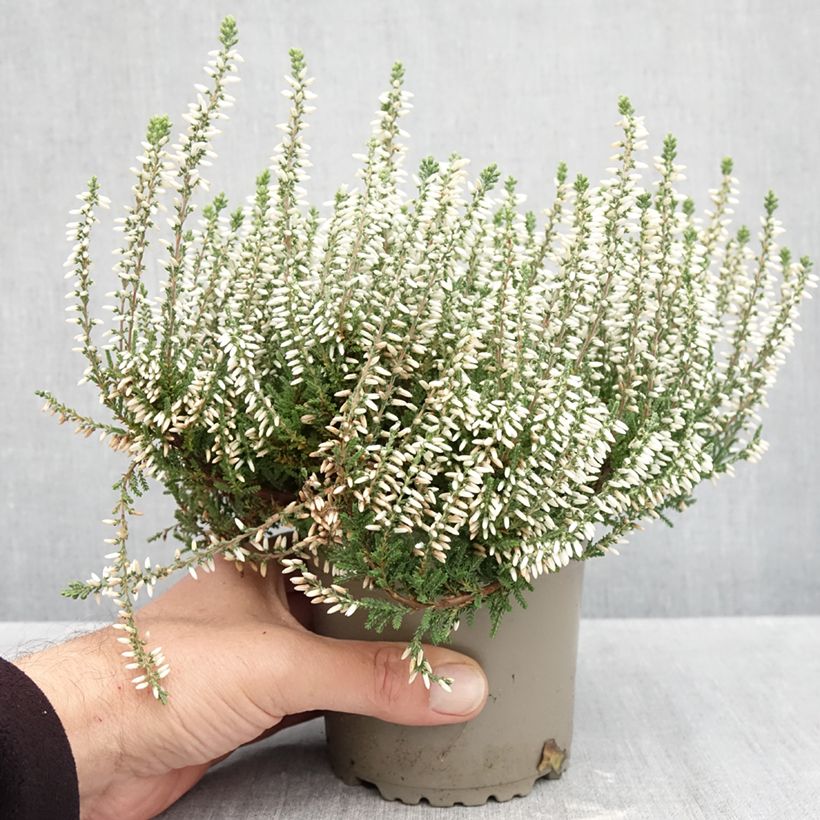 Spécimen de Bruyère d'été - Calluna Garden Girls Helena Pot de 1L/1,5L tel que livré en automne