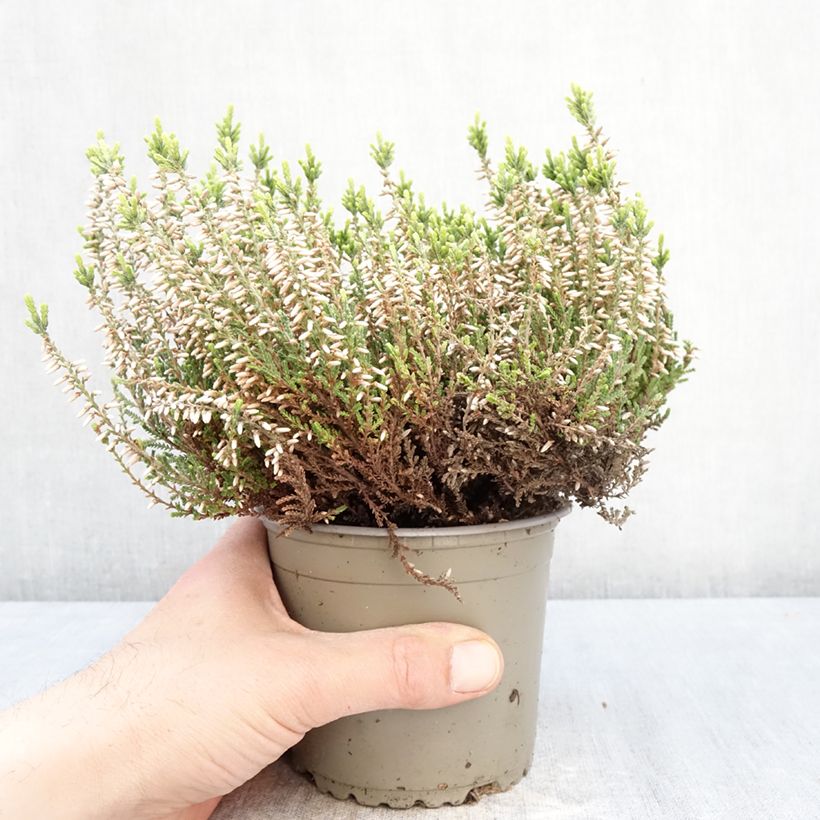 Spécimen de Bruyère d'été - Calluna Garden Girls Helena Pot de 1L/1,5L tel que livré au printemps