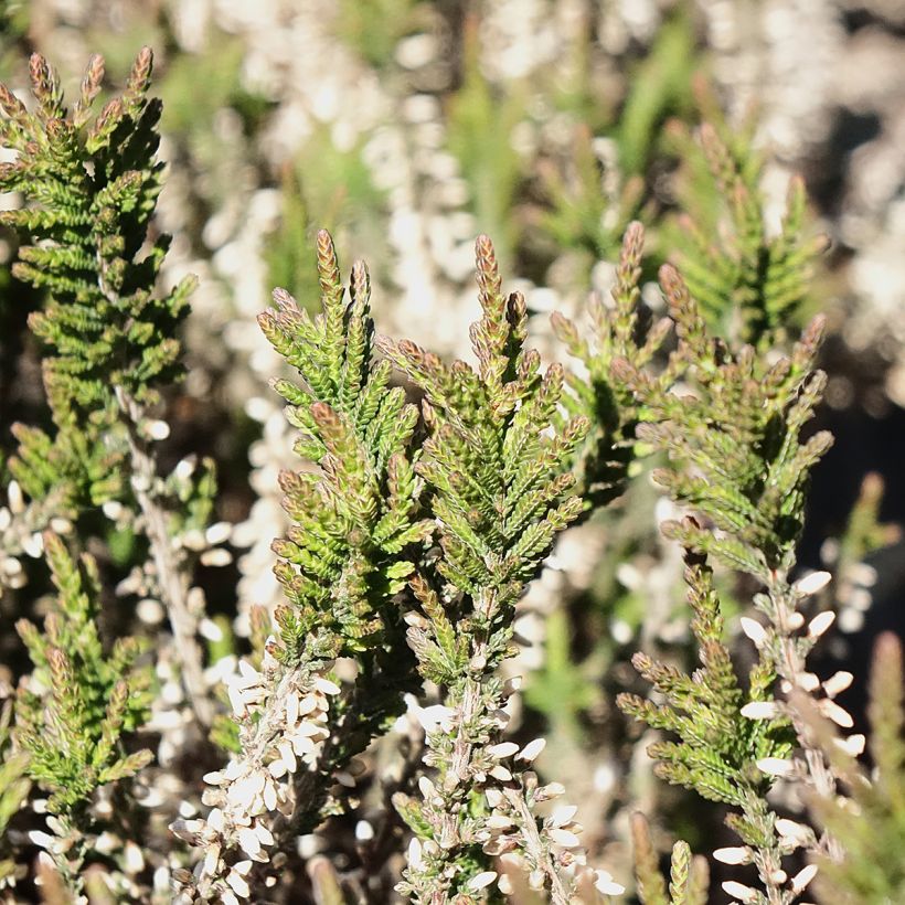 Bruyère d'été - Calluna Garden Girls Lilli (Feuillage)