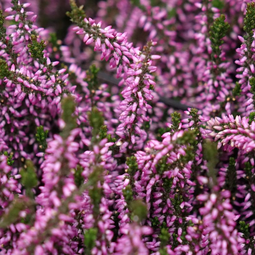 Bruyère d'été - Calluna Garden Girls Lilli (Floraison)