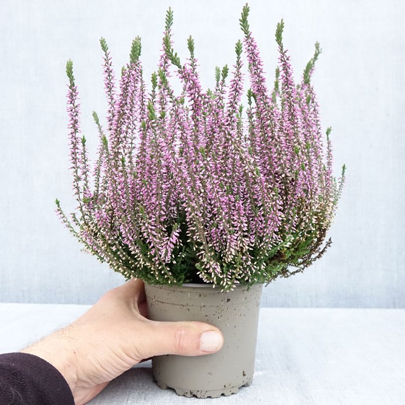 Spécimen de Bruyère d'été - Calluna Garden Girls Lilli Pot de 1L/1,5L tel que livré en automne