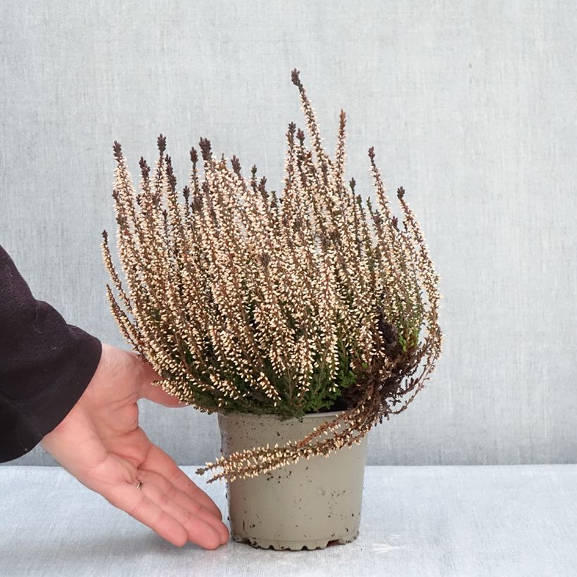 Spécimen de Bruyère d'été - Calluna Garden Girls Lilli Pot de 1L/1,5L tel que livré en hiver