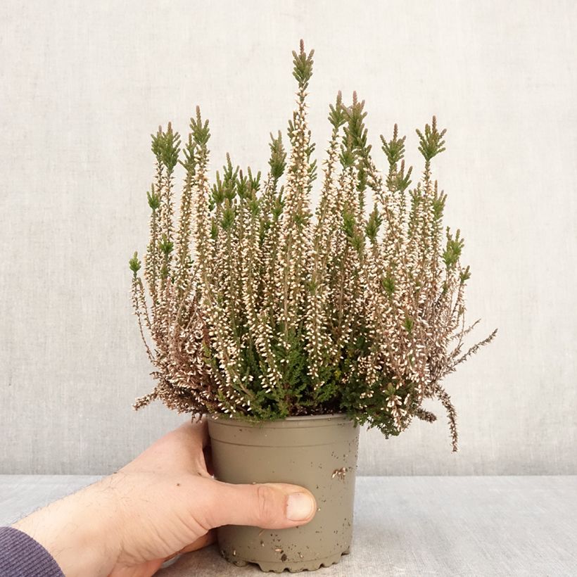 Spécimen de Bruyère d'été - Calluna Garden Girls Lilli Pot de 1L/1,5L tel que livré au printemps