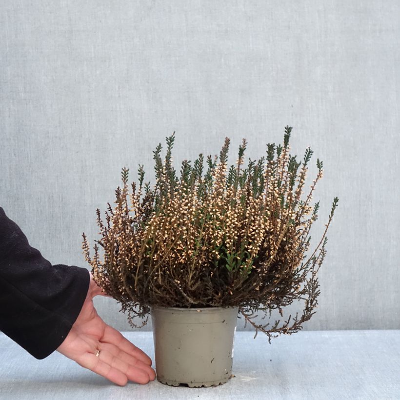 Spécimen de Bruyère d'été - Calluna Garden Girls Lisbeth Pot de 1L/1,5L tel que livré en hiver