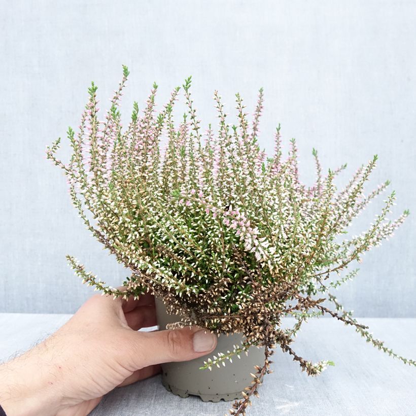 Spécimen de Bruyère d'été - Calluna Garden Girls Pink Angie Pot de 1L/1,5L tel que livré en automne