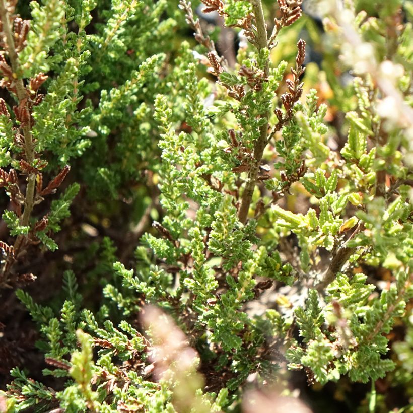 Bruyère d'été - Calluna Garden Girls Pink Bettina (Feuillage)