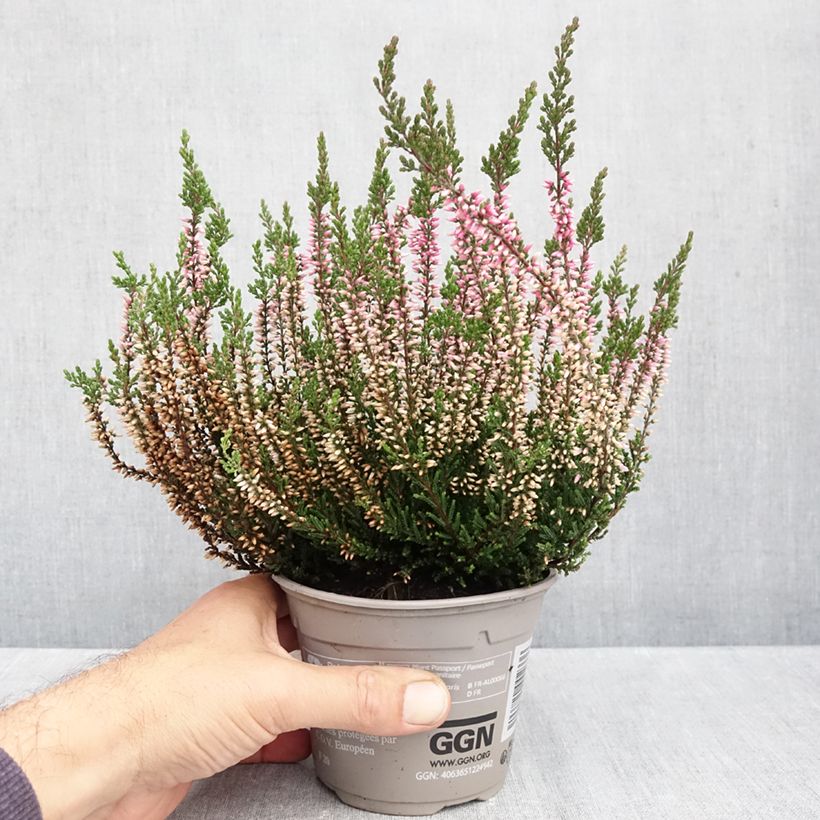 Spécimen de Bruyère d'été - Calluna Garden Girls Pink Bettina Pot de 1L/1,5L tel que livré en automne
