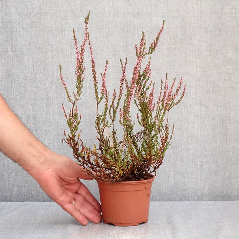 Spécimen de Bruyère d'été - Calluna Garden Girls Pink Bettina Pot de 1L/1,5L tel que livré en été