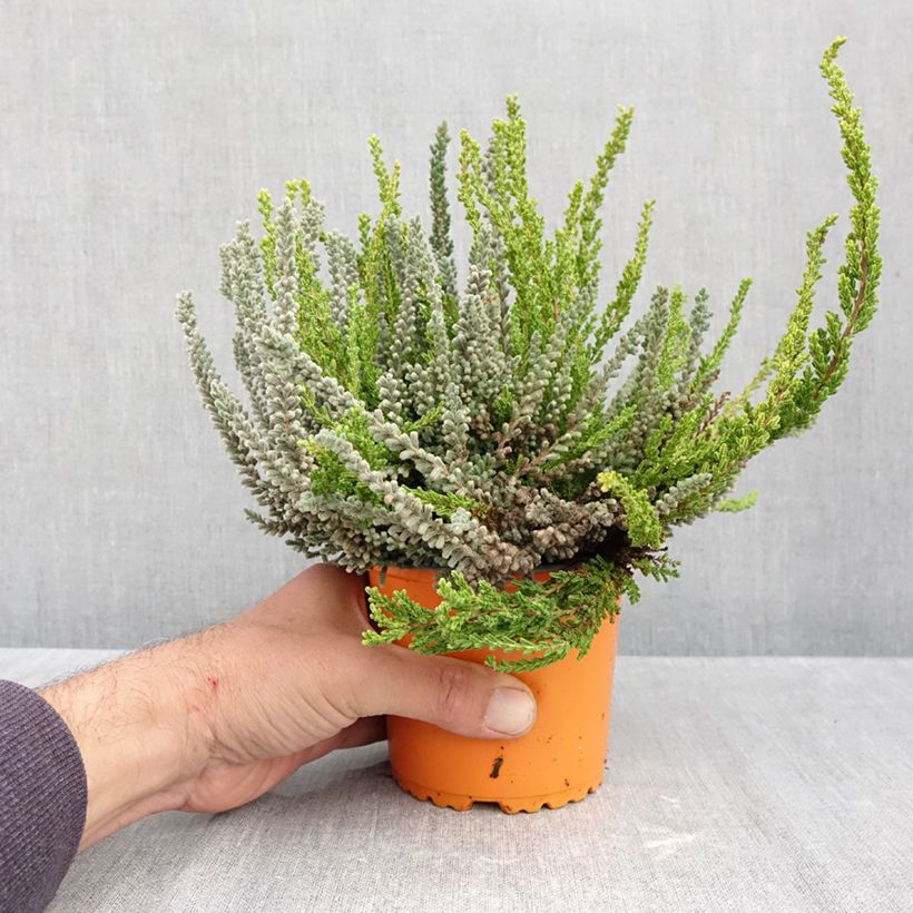 Spécimen de Bruyère d'été - Calluna Garden Girls Sunset Fire Zelda Zoe et Zorina Pot de 1L/1,5L tel que livré en automne