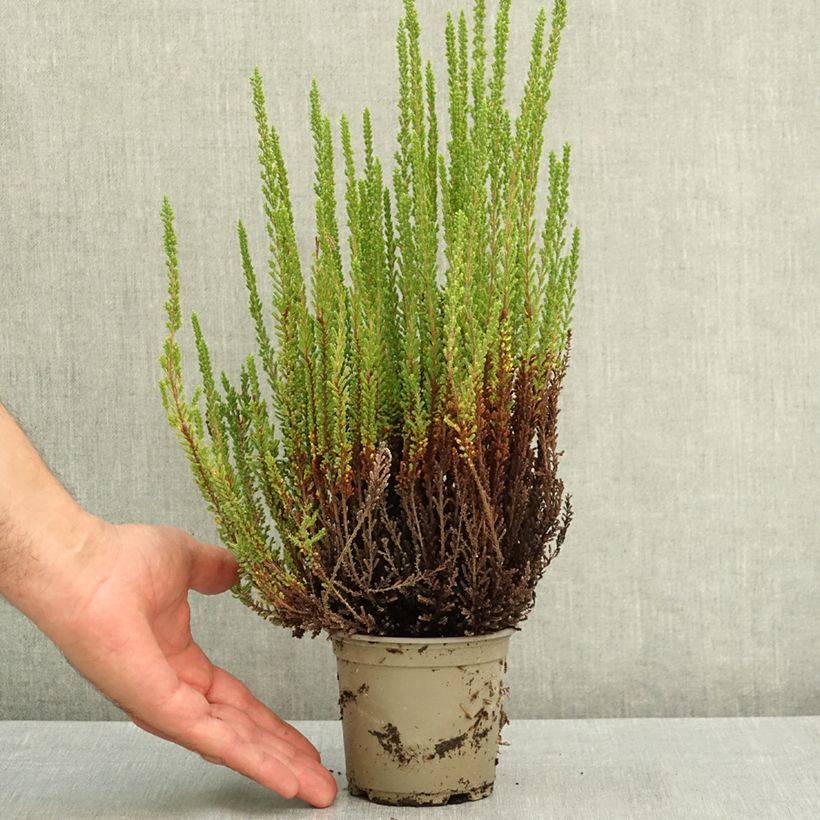 Spécimen de Bruyère d'été - Calluna Garden Girls Zelia Pot de 1L/1,5L tel que livré en été