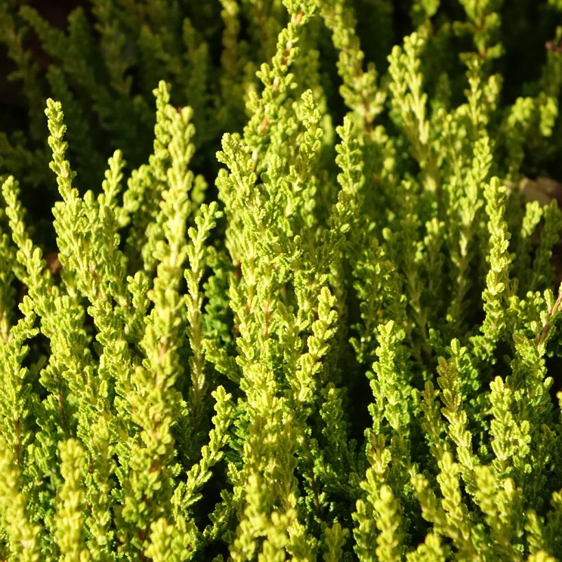 Bruyère d'été - Calluna Garden Girls Zeta (Feuillage)