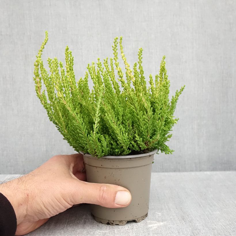 Spécimen de Bruyère d'été - Calluna Garden Girls Zeta Pot de 1L/1,5L tel que livré en automne