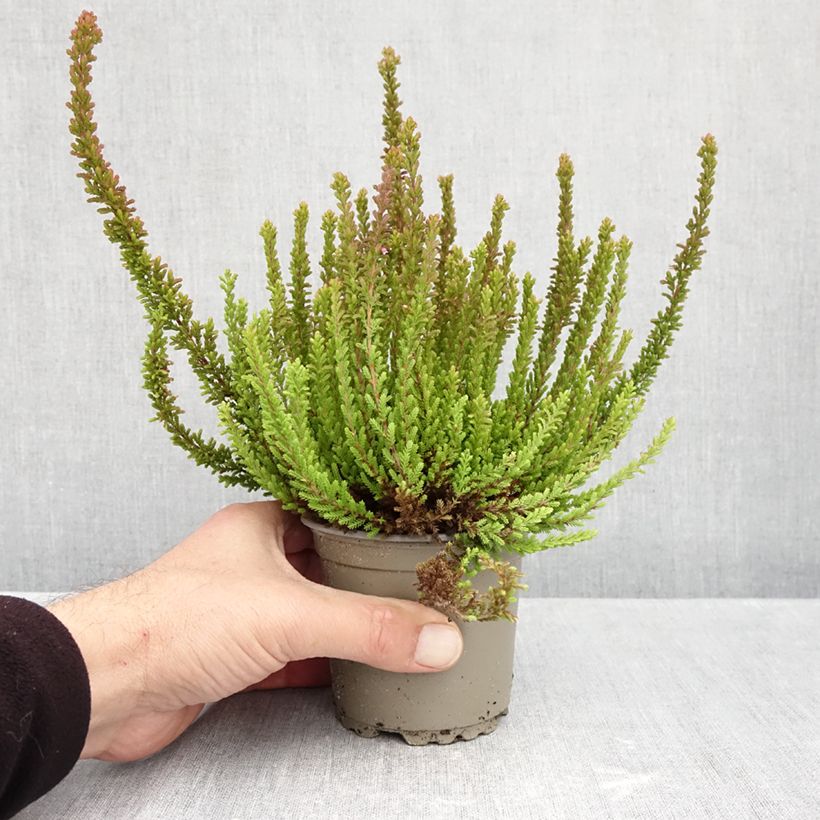 Spécimen de Bruyère d'été - Calluna Garden Girls Zorina Pot de 1L/1,5L tel que livré en automne