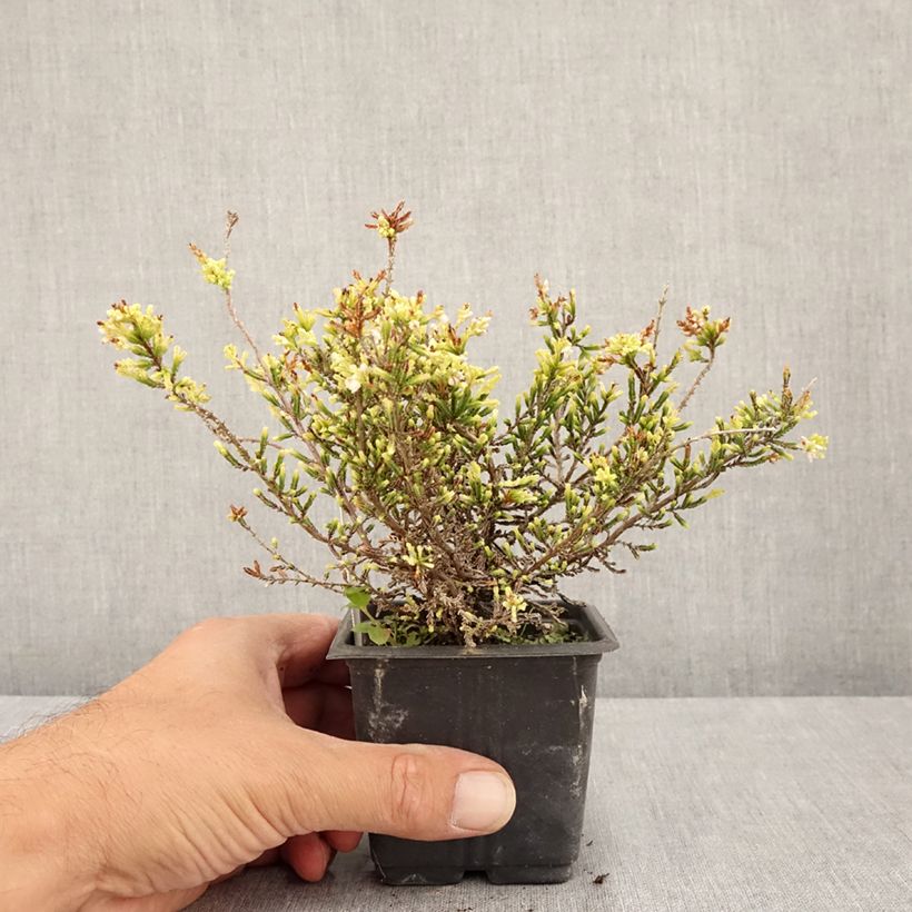 Spécimen de Bruyère d'été - Calluna vulgaris Alba Godet de 8/9 cm tel que livré en été