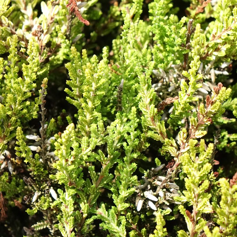 Bruyère d'été - Calluna vulgaris Anouk (BEAUTY LADIES series) (Feuillage)