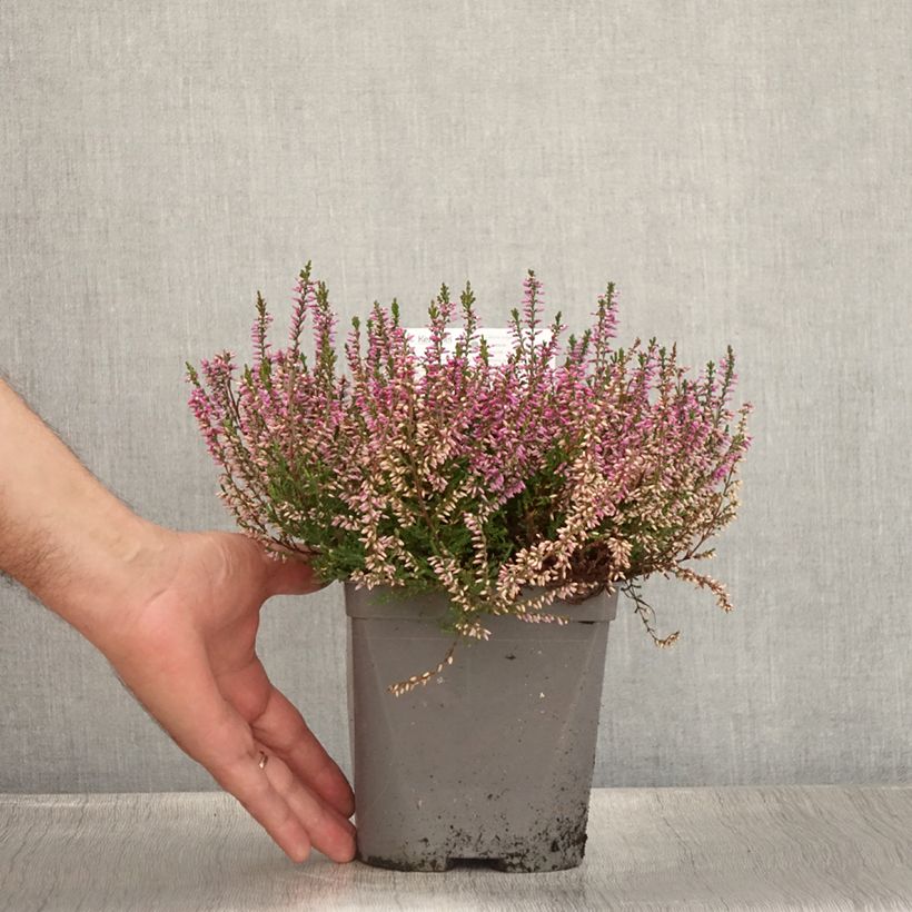 Spécimen de Bruyère d'été - Calluna vulgaris Marleen  Pot de 2L/3L tel que livré en été