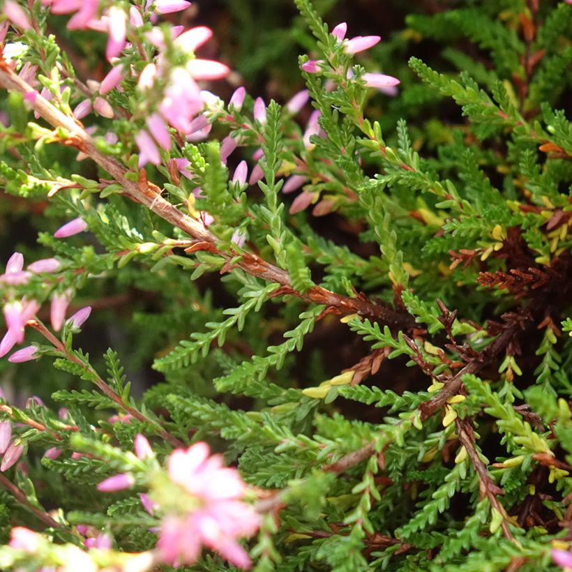 Bruyère d'été - Calluna vulgaris Marleen (Feuillage)