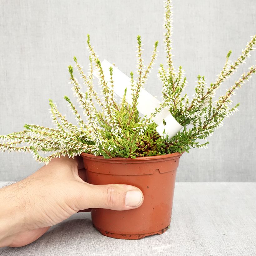 Spécimen de Bruyère d'été - Calluna vulgaris Sandy  Pot de 1L/1,5L tel que livré en automne