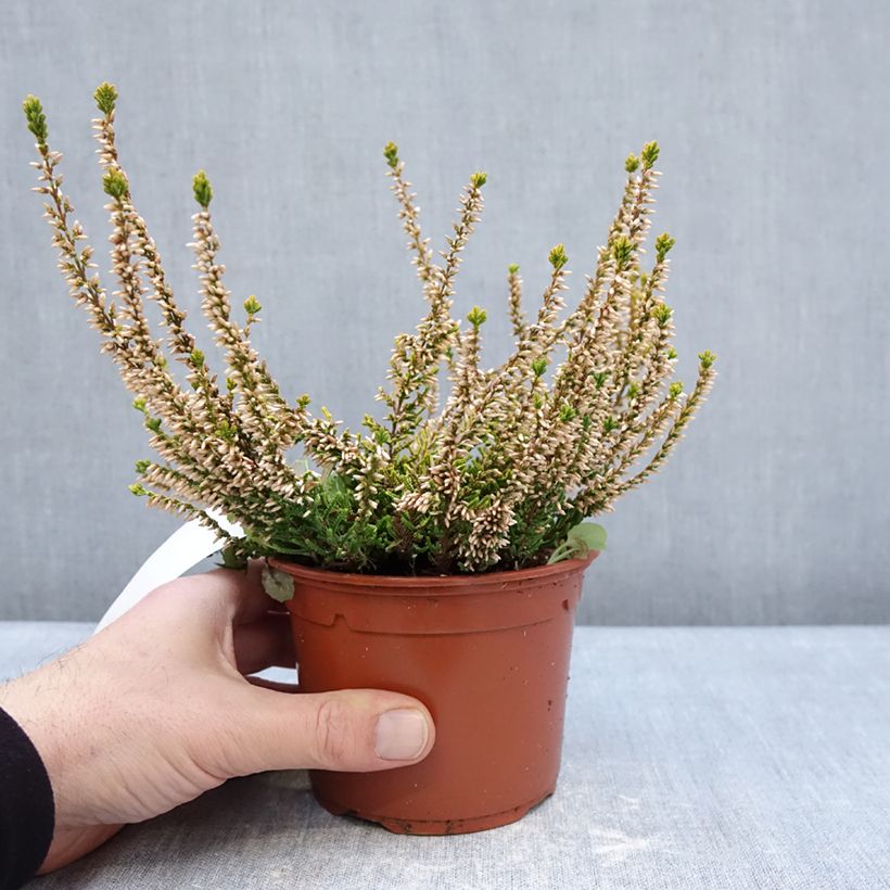 Spécimen de Bruyère d'été - Calluna vulgaris Sandy  Pot de 1L/1,5L tel que livré en hiver