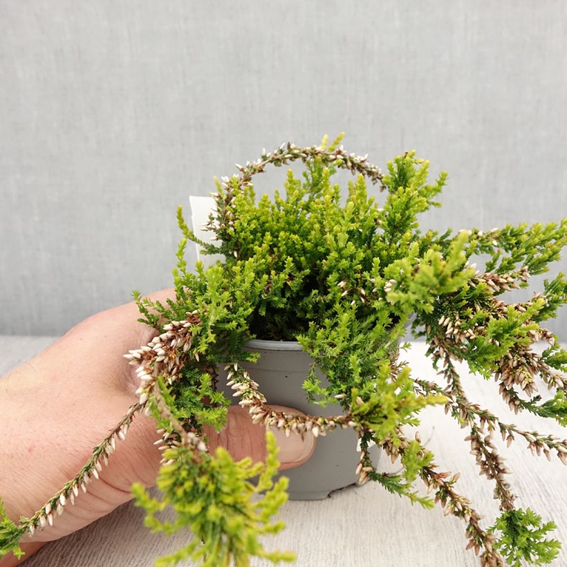Spécimen de Bruyère d'été - Calluna vulgaris Sandy  Pot de 2L/3L tel que livré au printemps