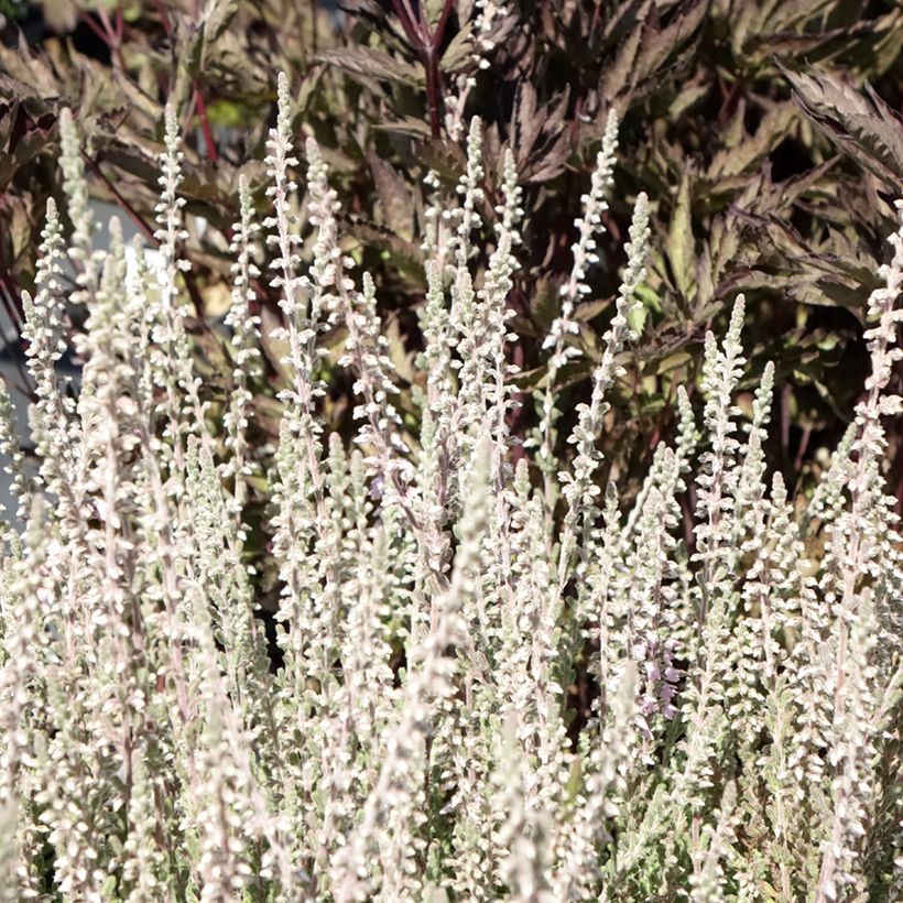 Bruyère d'été - Calluna vulgaris Silver Knight  (Feuillage)