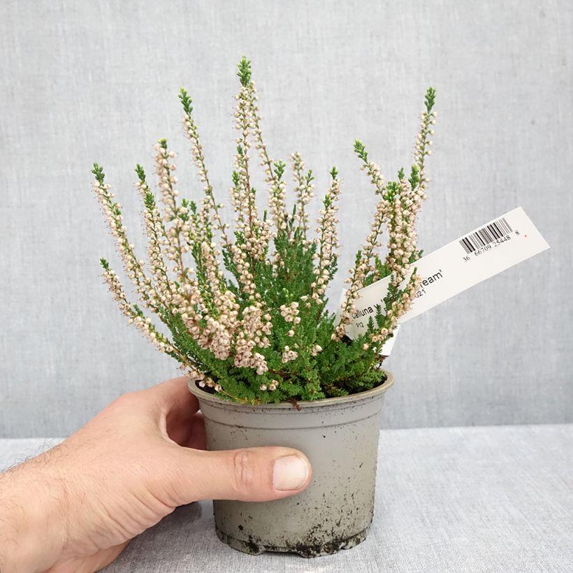 Spécimen de Bruyère d'été - Calluna vulgaris Spring Cream Pot de 12 cm / 13 cm tel que livré en automne