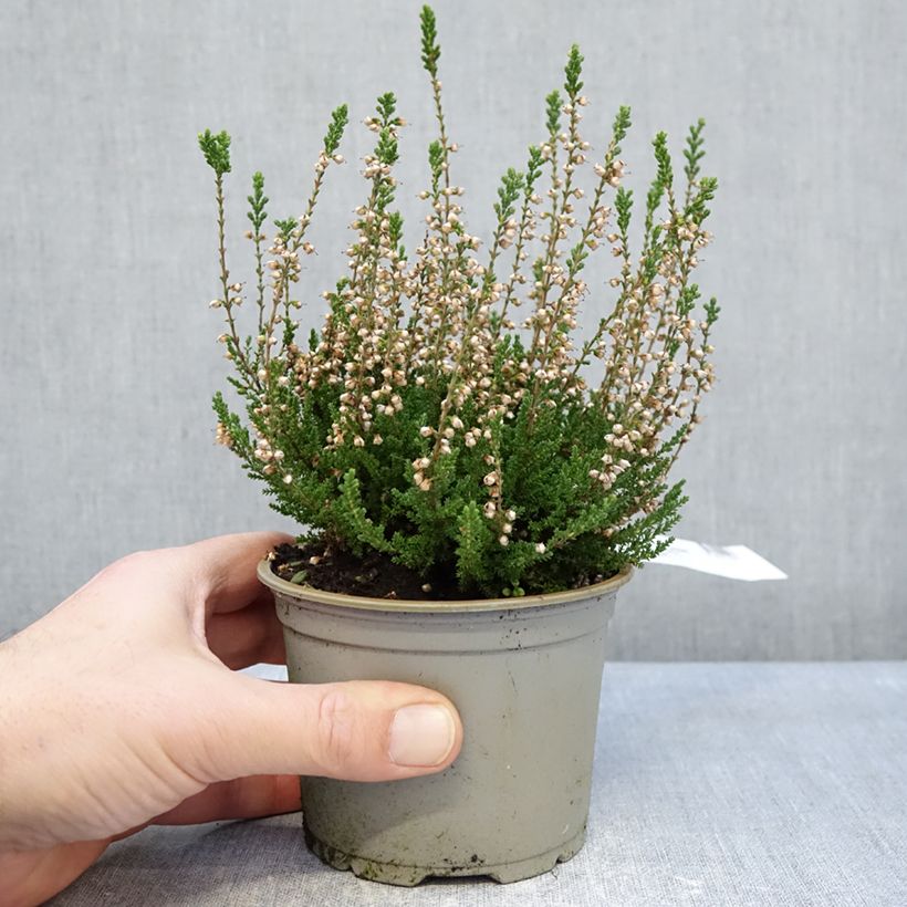 Spécimen de Bruyère d'été - Calluna vulgaris Spring Cream Pot de 12 cm / 13 cm tel que livré en hiver