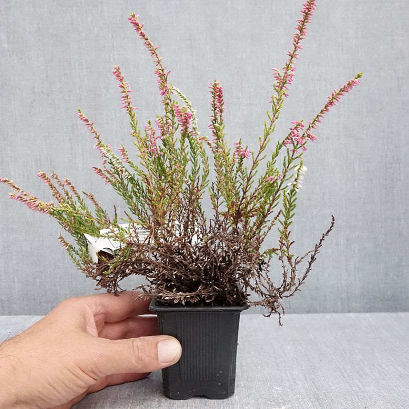Spécimen de Bruyère d'été - Calluna vulgaris Theresa Godet de 8/9 cm tel que livré en automne