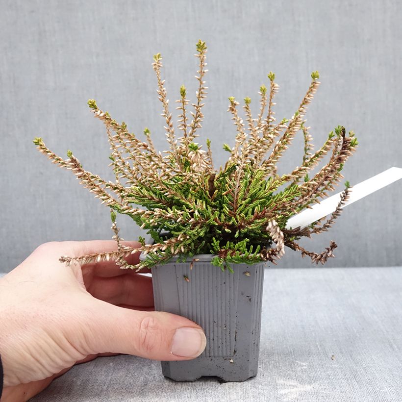 Spécimen de Bruyère d'été - Calluna vulgaris Theresa Godet de 8/9 cm tel que livré en hiver