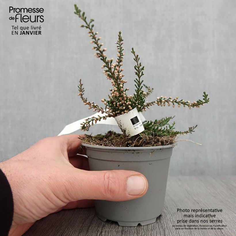 Spécimen de Bruyère d'été - Calluna vulgaris Tib Pot de 12 cm / 13 cm tel que livré en hiver