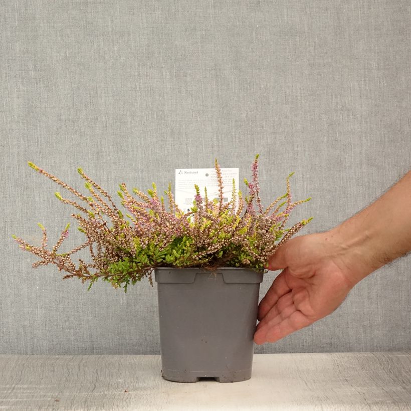 Spécimen de Bruyère d'été - Calluna vulgaris Wickwar Flame Pot de 2L/3L tel que livré en été