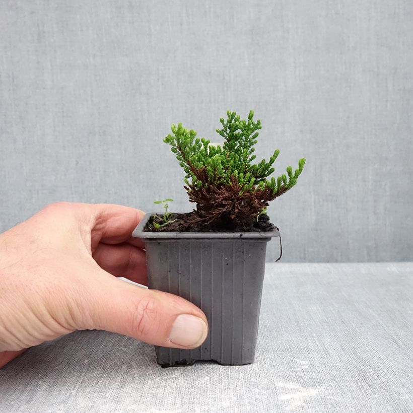 Spécimen de Bruyère d'été - Calluna vulgaris Winter Chocolate Godet de 8/9 cm tel que livré en automne