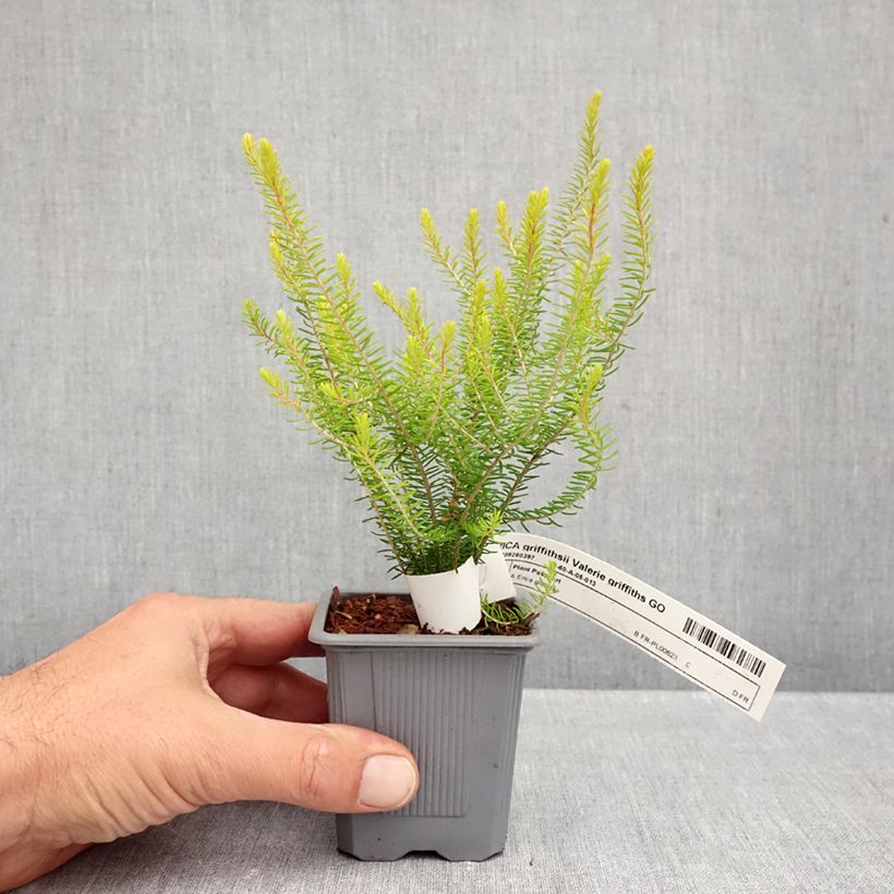 Spécimen de Bruyère d’été - Erica x griffithsii Valerie Griffiths Godet de 8/9 cm tel que livré en automne