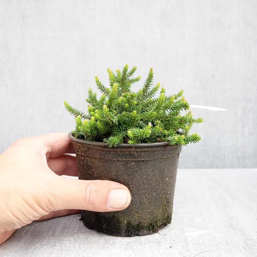 Spécimen de Bruyère d’été - Erica x williamsii P.D. Williams Pot de 12 cm / 13 cm tel que livré en automne