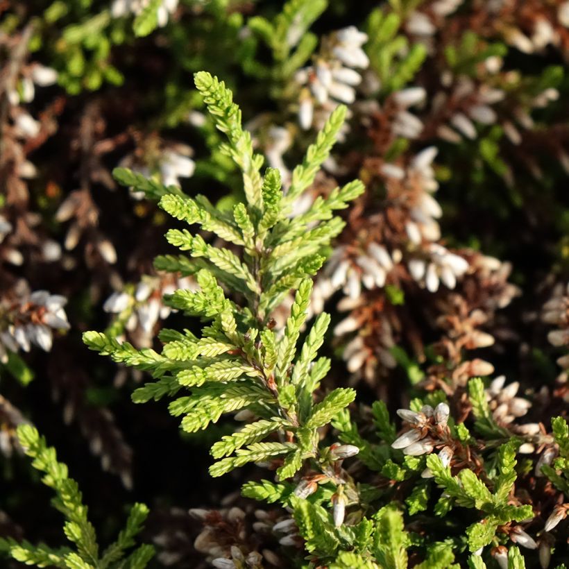 Bruyère d'été retombante - Calluna Rasta Girls Maite (Feuillage)