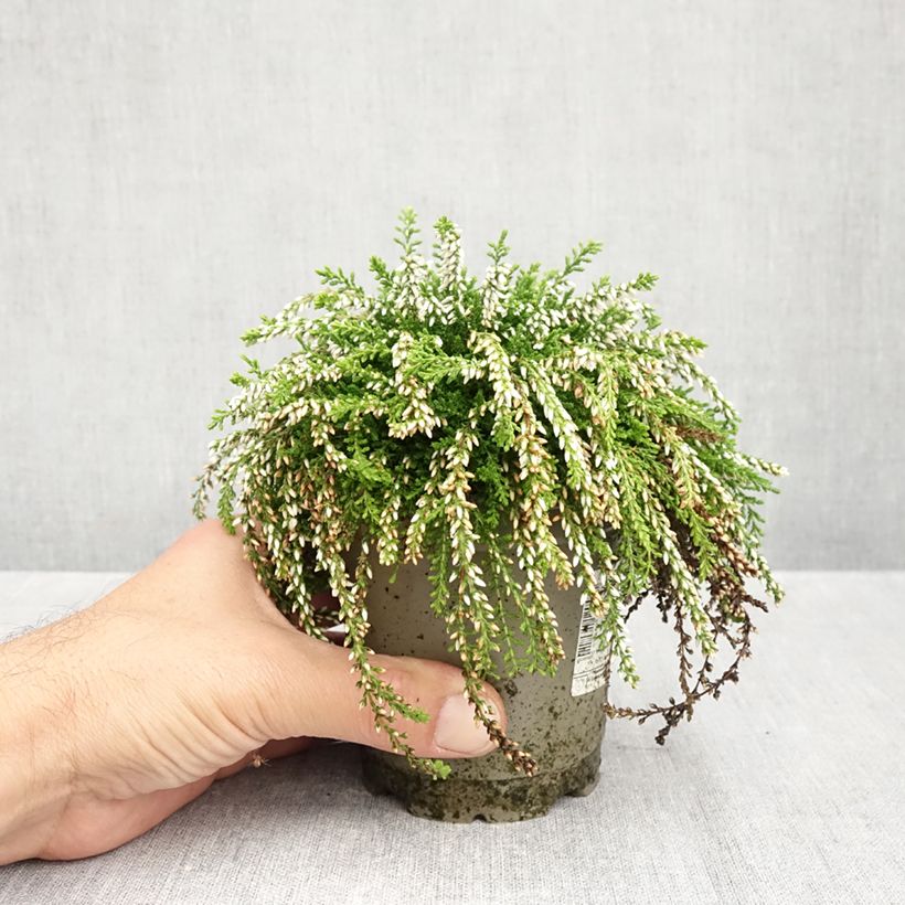Spécimen de Bruyère d'été retombante - Calluna Rasta Girls Maite Pot de 12 cm / 13 cm tel que livré en automne