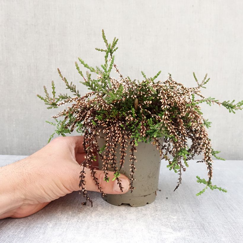 Spécimen de Bruyère d'été retombante - Calluna Rasta Girls Rote Janina Pot de 12 cm / 13 cm tel que livré au printemps