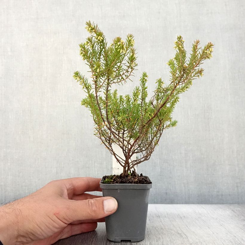 Spécimen de Bruyère d'hiver - Erica darleyensis Ghost Hills Godet de 8/9 cm tel que livré en automne