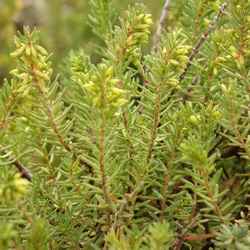 Bruyère d'hiver - Erica x darleyensis Aurélie Bregeon (Feuillage)