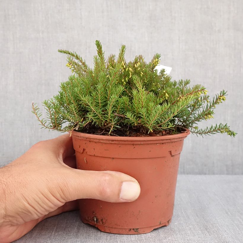 Spécimen de Bruyère d'Hiver - Erica x darleyensis Kramer's Rote Pot de 1L/1,5L tel que livré en été